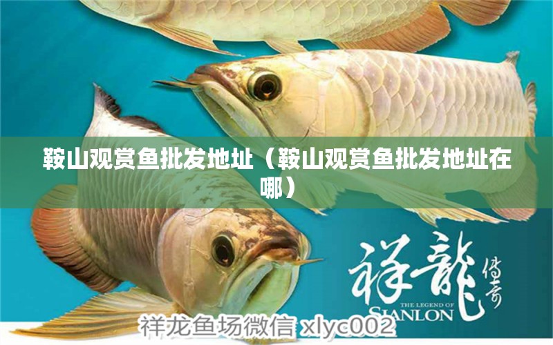 鞍山觀賞魚批發(fā)地址（鞍山觀賞魚批發(fā)地址在哪）