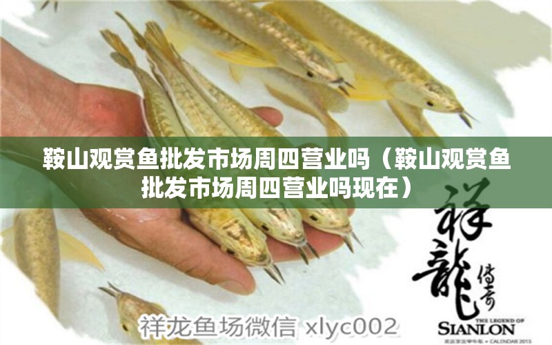 鞍山觀賞魚批發(fā)市場(chǎng)周四營(yíng)業(yè)嗎（鞍山觀賞魚批發(fā)市場(chǎng)周四營(yíng)業(yè)嗎現(xiàn)在） 觀賞魚批發(fā)