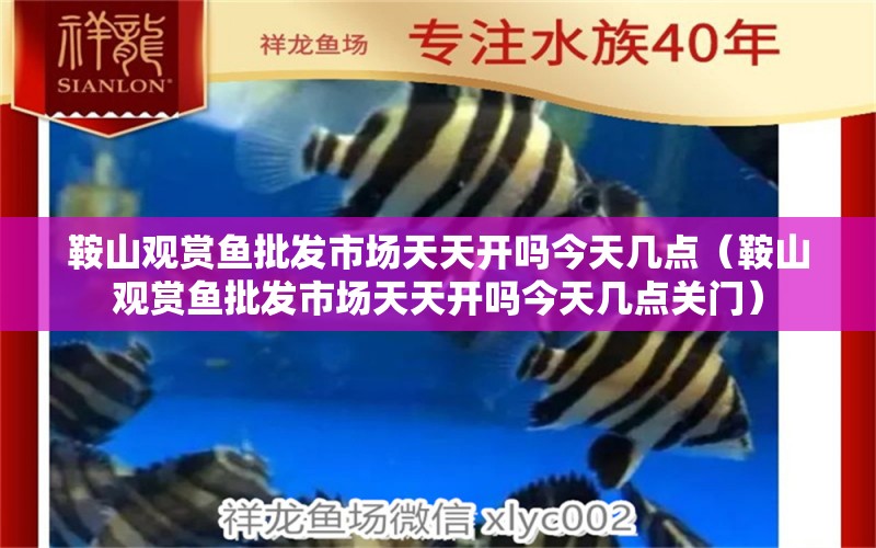 鞍山觀賞魚批發(fā)市場(chǎng)天天開嗎今天幾點(diǎn)（鞍山觀賞魚批發(fā)市場(chǎng)天天開嗎今天幾點(diǎn)關(guān)門）