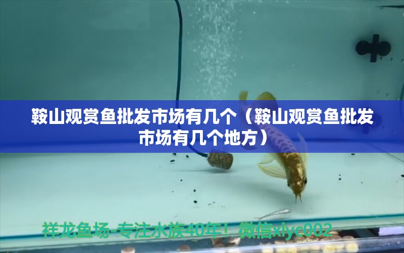 鞍山觀賞魚(yú)批發(fā)市場(chǎng)有幾個(gè)（鞍山觀賞魚(yú)批發(fā)市場(chǎng)有幾個(gè)地方） 觀賞魚(yú)批發(fā)