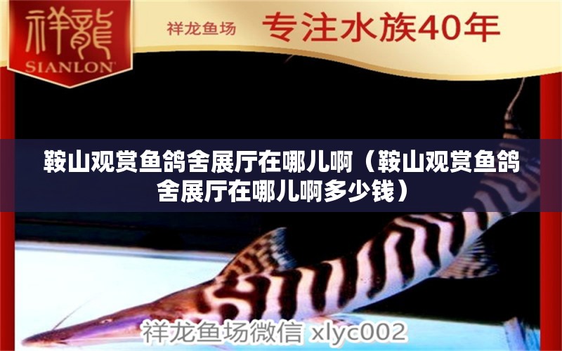 鞍山觀賞魚鴿舍展廳在哪兒?。ò吧接^賞魚鴿舍展廳在哪兒啊多少錢）