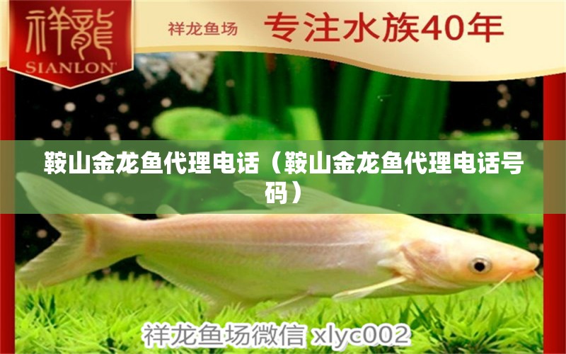 鞍山金龍魚(yú)代理電話（鞍山金龍魚(yú)代理電話號(hào)碼）