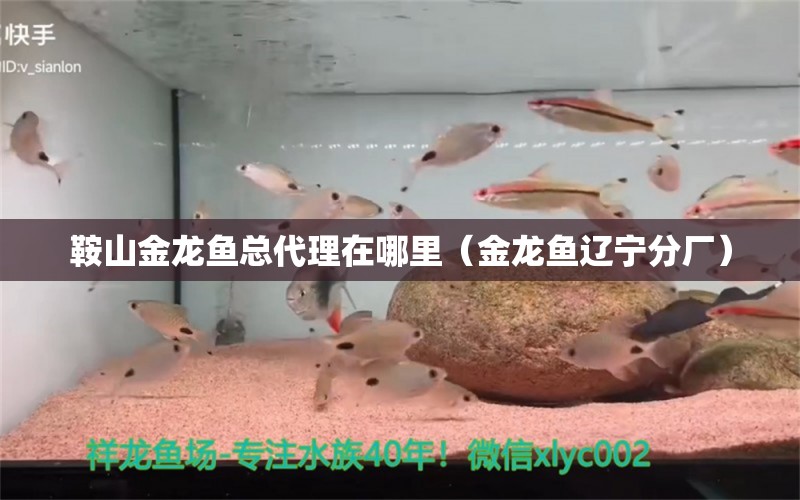 鞍山金龍魚(yú)總代理在哪里（金龍魚(yú)遼寧分廠(chǎng)） 紅龍福龍魚(yú)