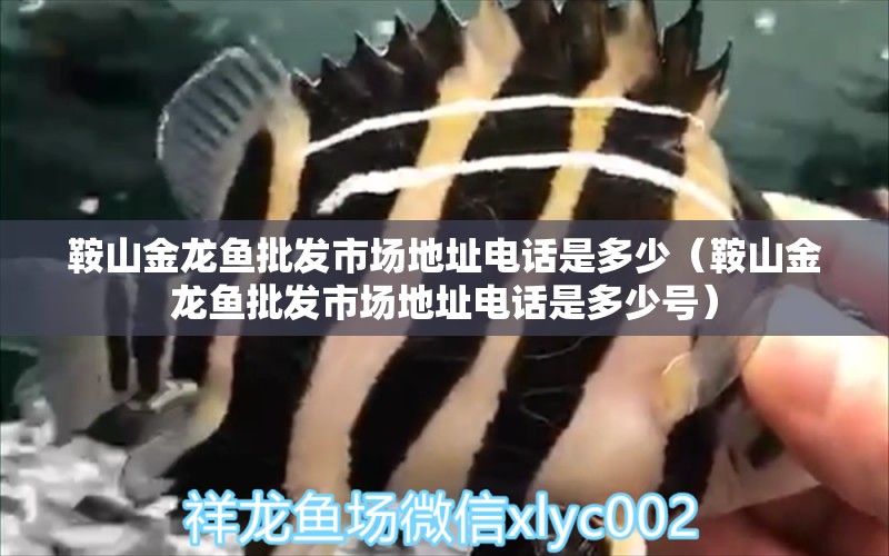 鞍山金龍魚(yú)批發(fā)市場(chǎng)地址電話是多少（鞍山金龍魚(yú)批發(fā)市場(chǎng)地址電話是多少號(hào)） 龍魚(yú)批發(fā)