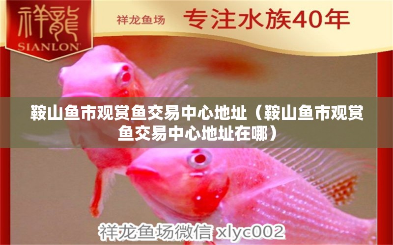 鞍山魚市觀賞魚交易中心地址（鞍山魚市觀賞魚交易中心地址在哪） 祥龍水族醫(yī)院