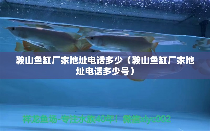 鞍山魚缸廠家地址電話多少（鞍山魚缸廠家地址電話多少號） 祥龍水族醫(yī)院