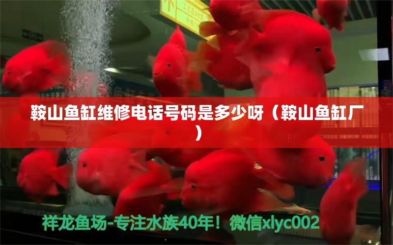 鞍山魚缸維修電話號碼是多少呀（鞍山魚缸廠）