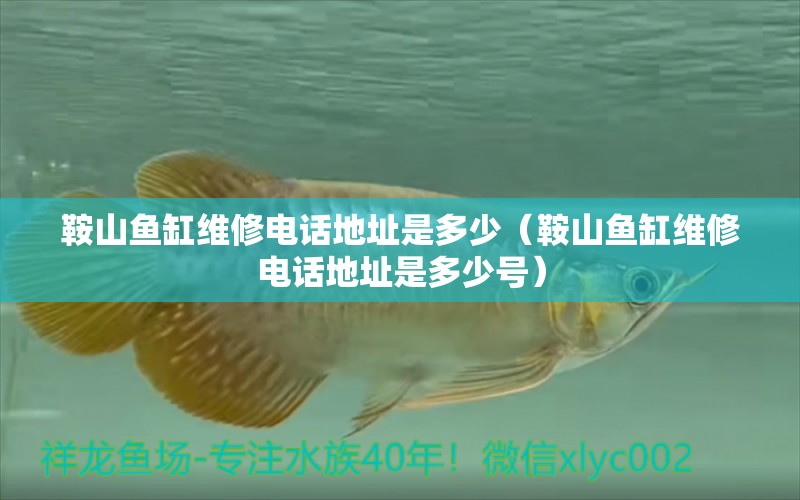 鞍山魚(yú)缸維修電話地址是多少（鞍山魚(yú)缸維修電話地址是多少號(hào)）