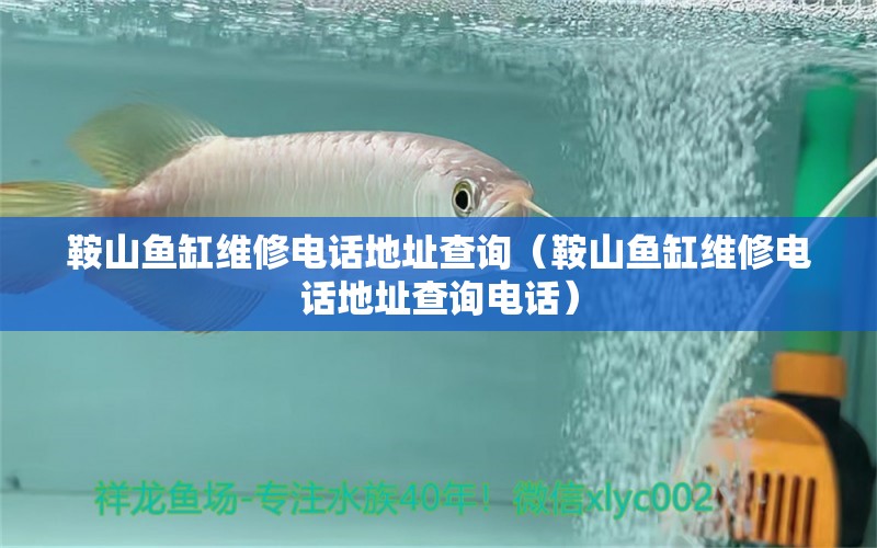 鞍山魚(yú)缸維修電話地址查詢（鞍山魚(yú)缸維修電話地址查詢電話）