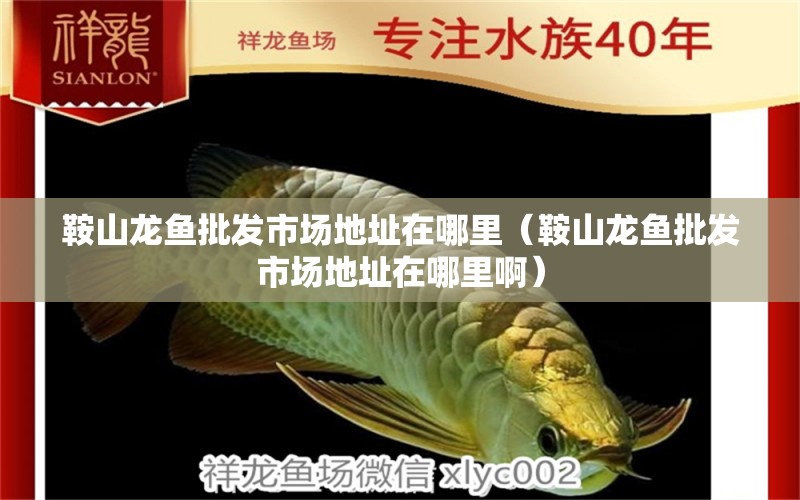 鞍山龍魚(yú)批發(fā)市場(chǎng)地址在哪里（鞍山龍魚(yú)批發(fā)市場(chǎng)地址在哪里啊）