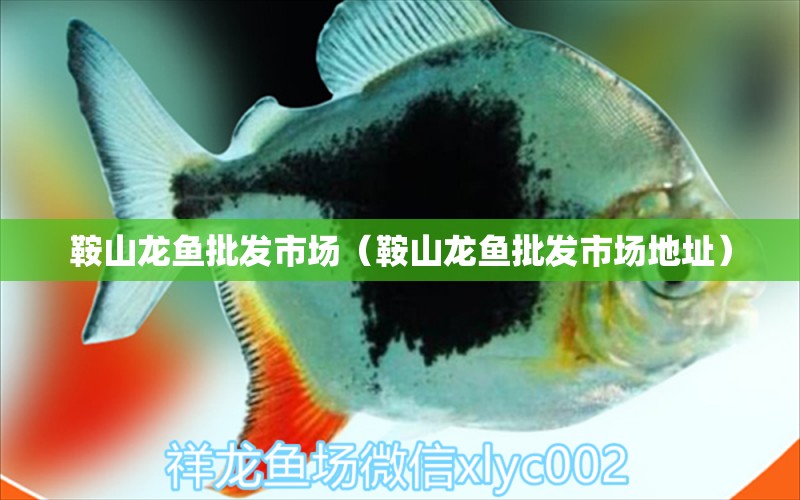 鞍山龍魚(yú)批發(fā)市場(chǎng)（鞍山龍魚(yú)批發(fā)市場(chǎng)地址） 龍魚(yú)批發(fā)