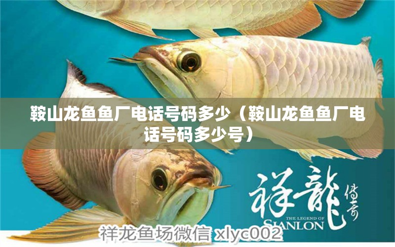 鞍山龍魚魚廠電話號碼多少（鞍山龍魚魚廠電話號碼多少號）