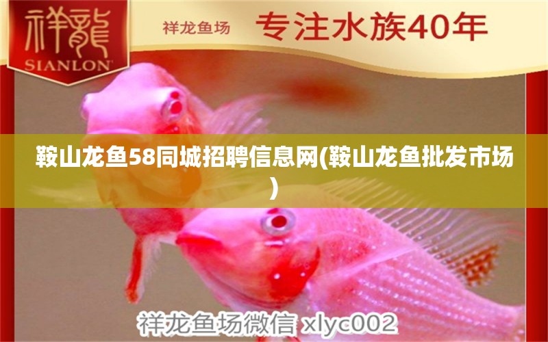 鞍山龍魚58同城招聘信息網(wǎng)(鞍山龍魚批發(fā)市場) 龍魚批發(fā)