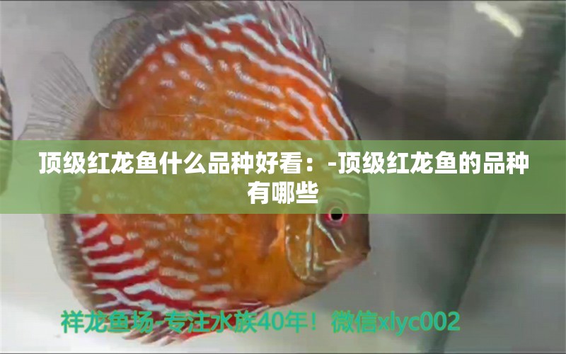 頂級紅龍魚什么品種好看：-頂級紅龍魚的品種有哪些 水族問答 第2張