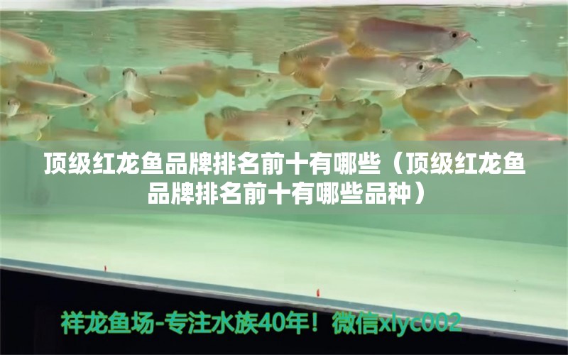 頂級紅龍魚品牌排名前十有哪些（頂級紅龍魚品牌排名前十有哪些品種）