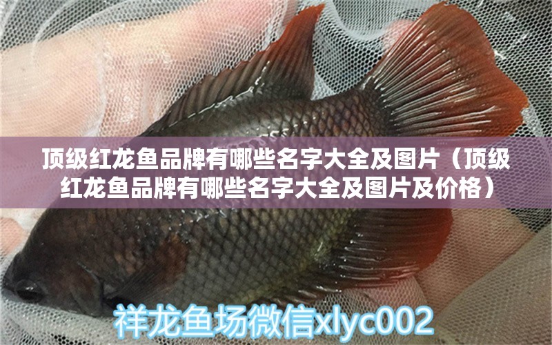 頂級紅龍魚品牌有哪些名字大全及圖片（頂級紅龍魚品牌有哪些名字大全及圖片及價格） 祥龍水族醫(yī)院