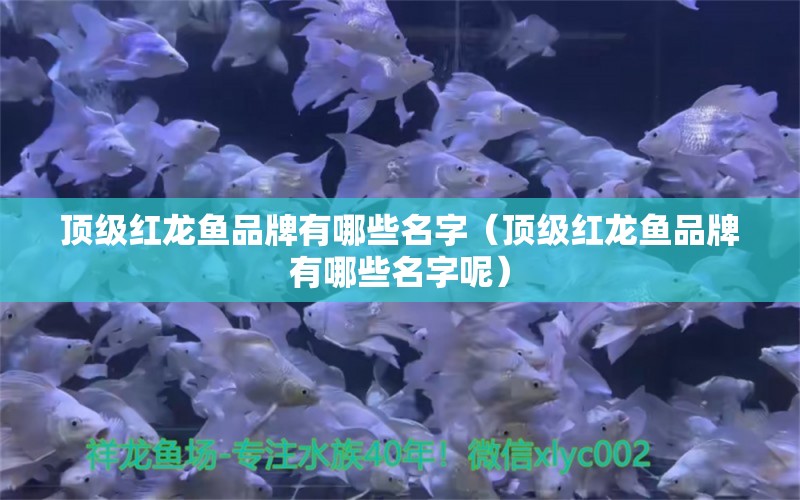 頂級紅龍魚品牌有哪些名字（頂級紅龍魚品牌有哪些名字呢）