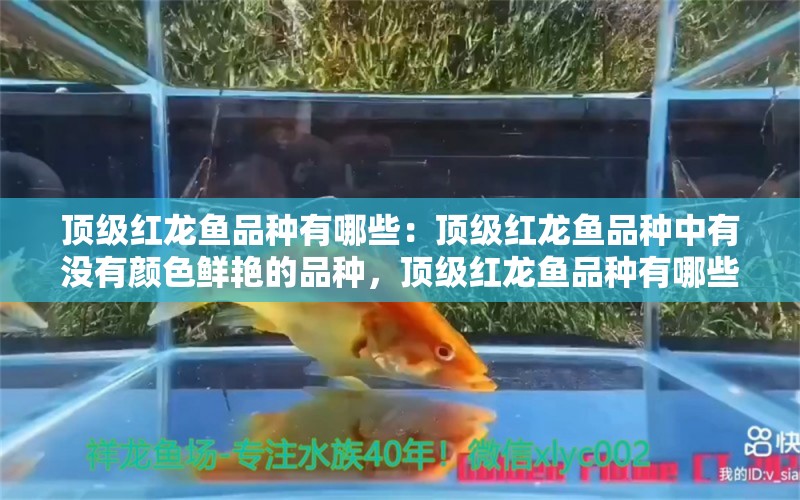 頂級紅龍魚品種有哪些：頂級紅龍魚品種中有沒有顏色鮮艷的品種，頂級紅龍魚品種有哪些 水族問答 第2張