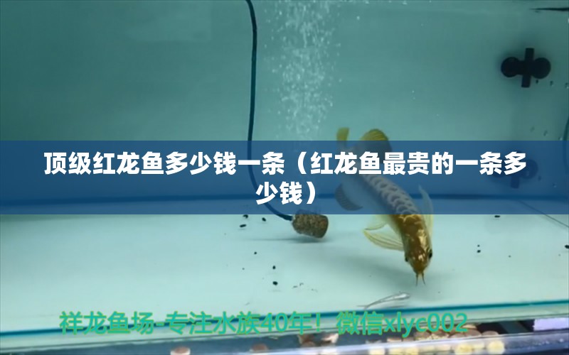 頂級紅龍魚多少錢一條（紅龍魚最貴的一條多少錢） 印尼紅龍魚