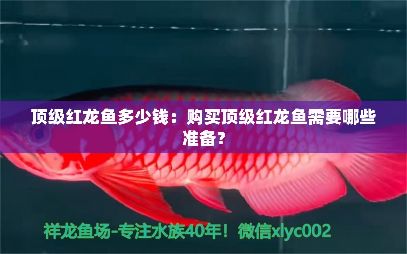 頂級紅龍魚多少錢：購買頂級紅龍魚需要哪些準備？ 水族問答 第2張