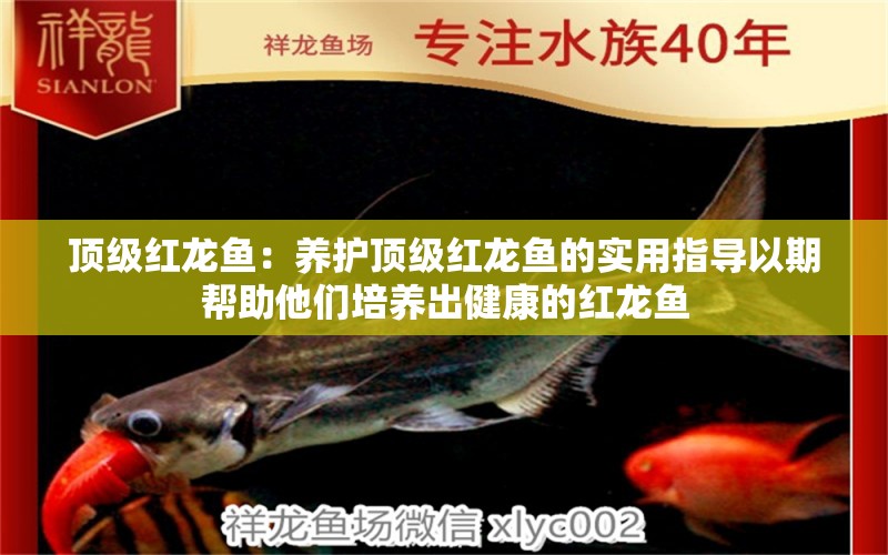 頂級紅龍魚：養(yǎng)護頂級紅龍魚的實用指導以期幫助他們培養(yǎng)出健康的紅龍魚 水族問答 第1張