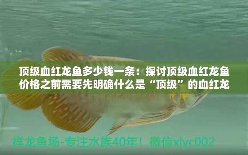 頂級(jí)血紅龍魚多少錢一條：探討頂級(jí)血紅龍魚價(jià)格之前需要先明確什么是“頂級(jí)”的血紅龍魚 水族問答 第1張