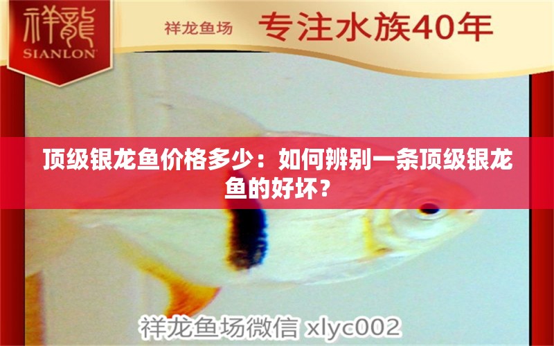 頂級(jí)銀龍魚(yú)價(jià)格多少：如何辨別一條頂級(jí)銀龍魚(yú)的好壞？ 水族問(wèn)答 第2張