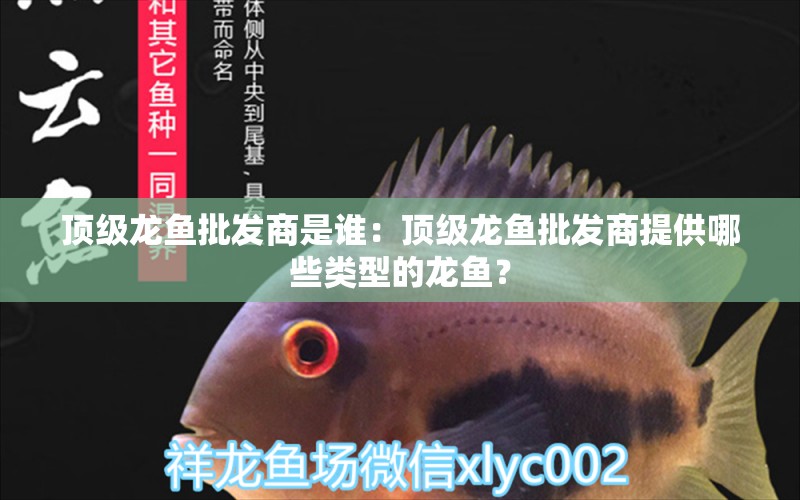 頂級龍魚批發(fā)商是誰：頂級龍魚批發(fā)商提供哪些類型的龍魚？ 水族問答 第1張