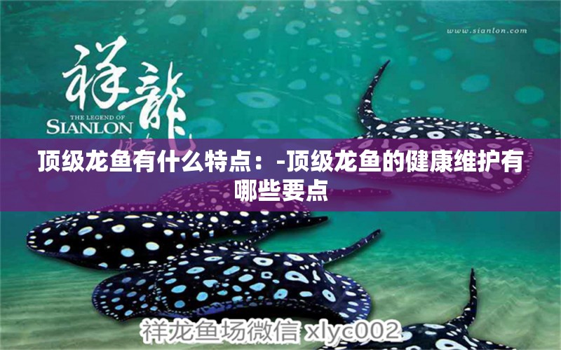 頂級龍魚有什么特點：-頂級龍魚的健康維護有哪些要點 水族問答 第1張