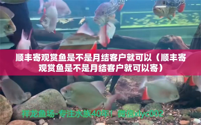 順豐寄觀賞魚是不是月結(jié)客戶就可以（順豐寄觀賞魚是不是月結(jié)客戶就可以寄） 祥龍魚場(chǎng)