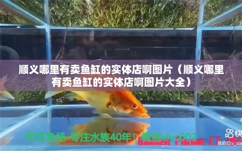 順義哪里有賣魚缸的實(shí)體店啊圖片（順義哪里有賣魚缸的實(shí)體店啊圖片大全） 觀賞魚市場（混養(yǎng)魚）