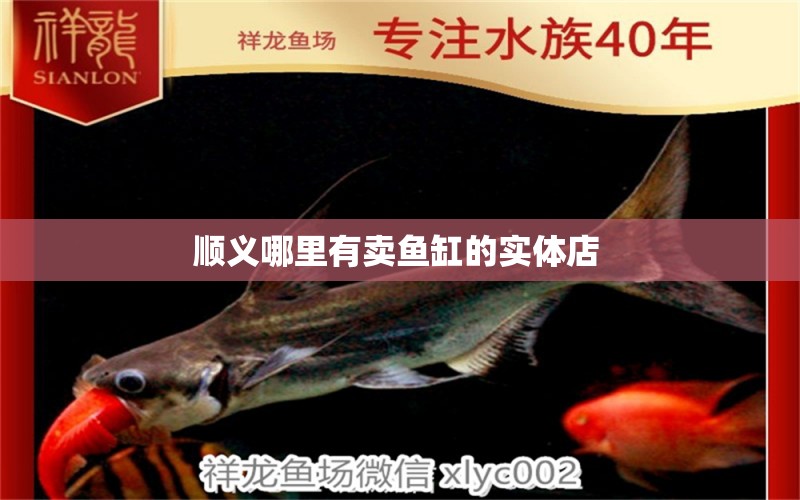 順義哪里有賣魚缸的實體店  黃金達摩魚