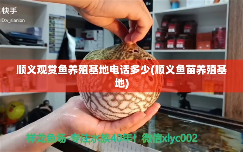 順義觀賞魚養(yǎng)殖基地電話多少(順義魚苗養(yǎng)殖基地) 祥龍藍(lán)珀金龍魚