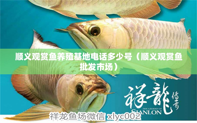 順義觀賞魚養(yǎng)殖基地電話多少號（順義觀賞魚批發(fā)市場） 黑桃A魚苗