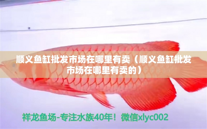 順義魚缸批發(fā)市場在哪里有賣（順義魚缸批發(fā)市場在哪里有賣的）