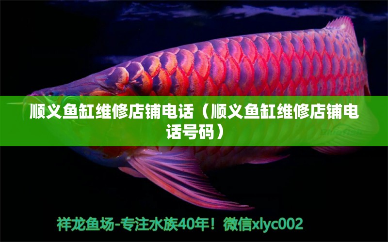 順義魚缸維修店鋪電話（順義魚缸維修店鋪電話號(hào)碼） 祥龍水族醫(yī)院