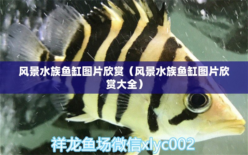 風(fēng)景水族魚缸圖片欣賞（風(fēng)景水族魚缸圖片欣賞大全）