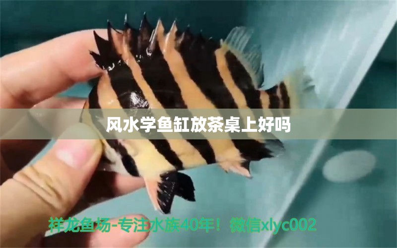 風(fēng)水學(xué)魚(yú)缸放茶桌上好嗎