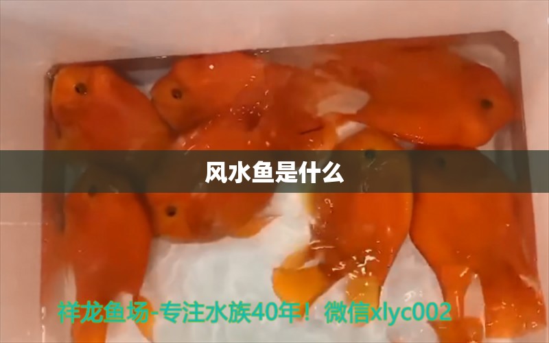 風(fēng)水魚是什么