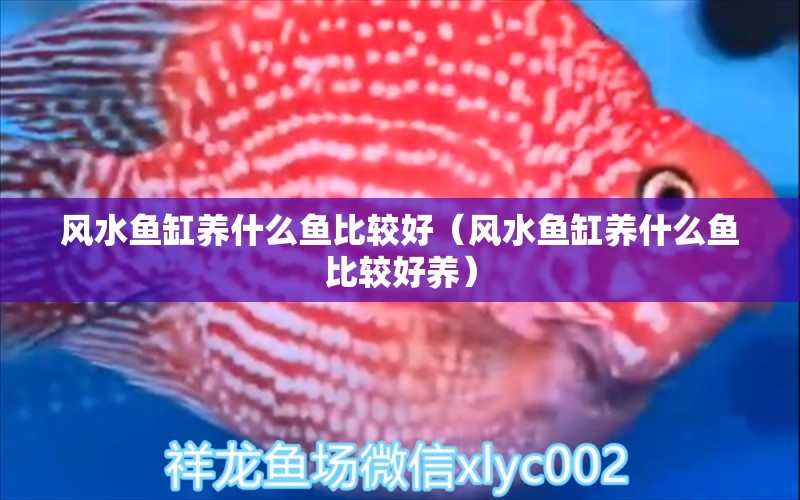 風(fēng)水魚缸養(yǎng)什么魚比較好（風(fēng)水魚缸養(yǎng)什么魚比較好養(yǎng)） 魚缸風(fēng)水