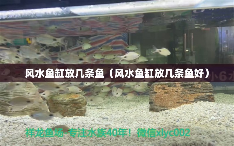 風(fēng)水魚(yú)缸放幾條魚(yú)（風(fēng)水魚(yú)缸放幾條魚(yú)好） 魚(yú)缸風(fēng)水