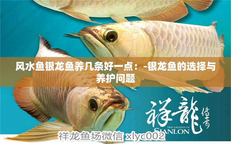 風水魚銀龍魚養(yǎng)幾條好一點：-銀龍魚的選擇與養(yǎng)護問題 水族問答 第2張