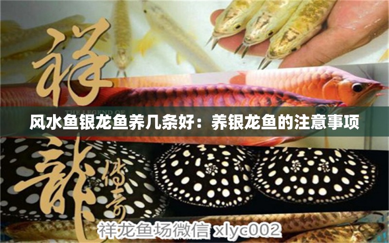 風(fēng)水魚銀龍魚養(yǎng)幾條好：養(yǎng)銀龍魚的注意事項 水族問答 第2張