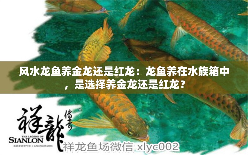 風(fēng)水龍魚養(yǎng)金龍還是紅龍：龍魚養(yǎng)在水族箱中，是選擇養(yǎng)金龍還是紅龍？ 水族問答 第1張