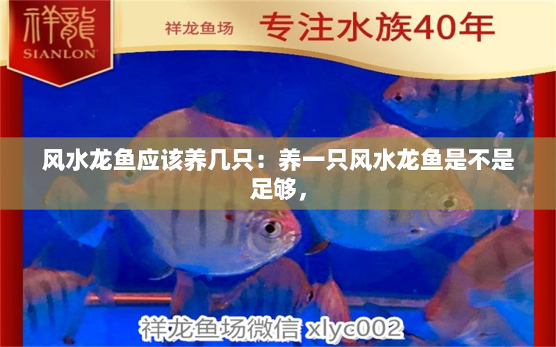 風(fēng)水龍魚應(yīng)該養(yǎng)幾只：養(yǎng)一只風(fēng)水龍魚是不是足夠， 水族問答 第1張