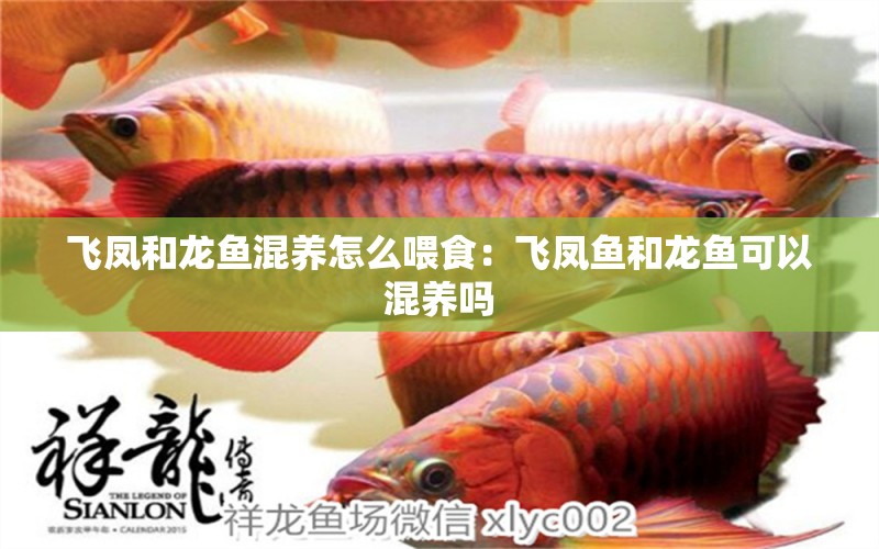 飛鳳和龍魚(yú)混養(yǎng)怎么喂食：飛鳳魚(yú)和龍魚(yú)可以混養(yǎng)嗎 水族問(wèn)答 第1張