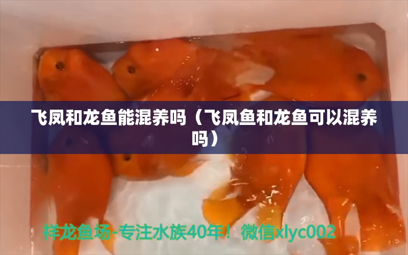 飛鳳和龍魚能混養(yǎng)嗎（飛鳳魚和龍魚可以混養(yǎng)嗎）