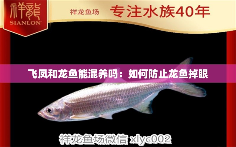 飛鳳和龍魚能混養(yǎng)嗎：如何防止龍魚掉眼