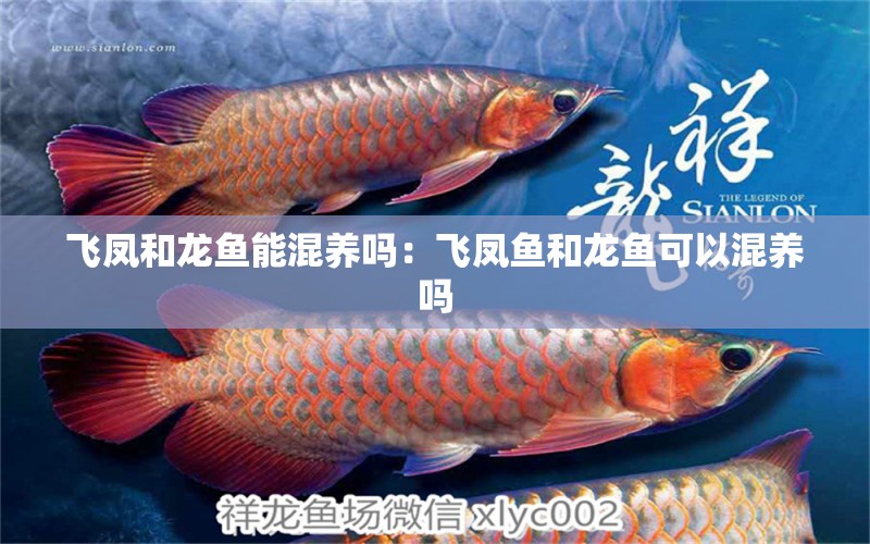 飛鳳和龍魚(yú)能混養(yǎng)嗎：飛鳳魚(yú)和龍魚(yú)可以混養(yǎng)嗎 龍魚(yú)百科 第1張