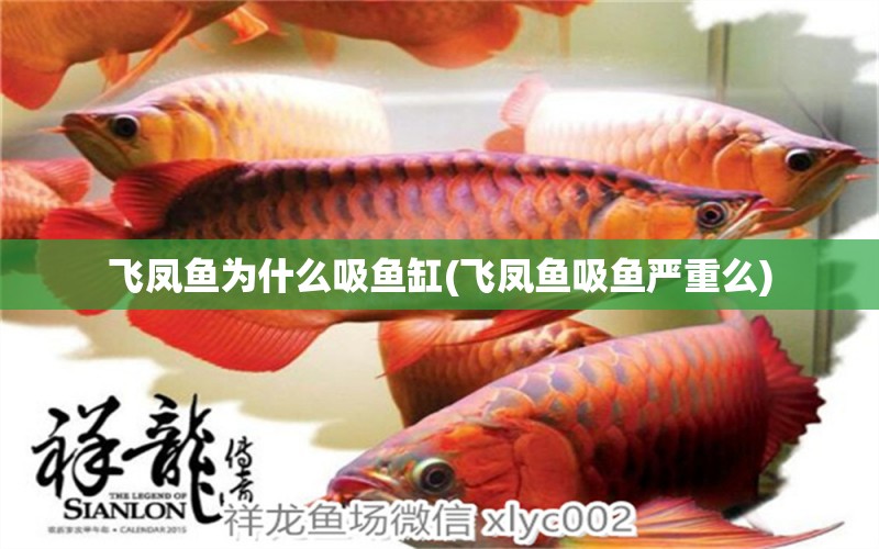 飛鳳魚(yú)為什么吸魚(yú)缸(飛鳳魚(yú)吸魚(yú)嚴(yán)重么) 飛鳳魚(yú)